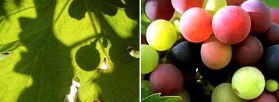 Сочные ягоды винограда содержат много полезных витаминов и микроэлементов