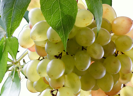 Виноград полезен для красоты, как для употребления внутрь, так и для масок, лосьонов и тоников